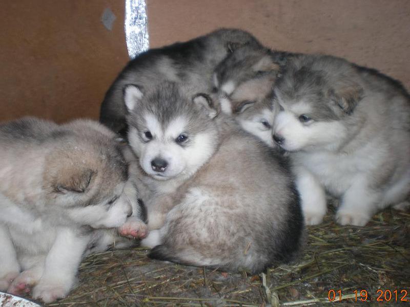 טיפים לטיפול במלאמוט טיפול ותחזוקה של מלמוטים