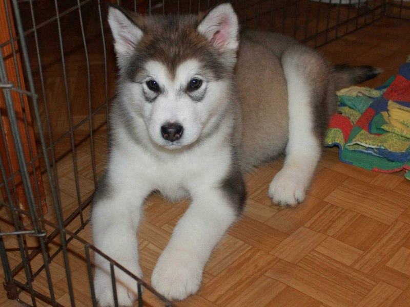 גורי אלסקה מלאמוט מאפייני גזעי כלבים