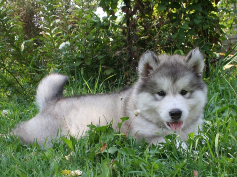 איך לטפל בגורי מלמוט גורי אלסקה מלאמוט