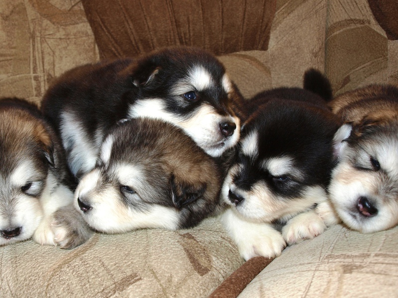 גידול גורי מלאמוט גורי מלאמוט יפהפיים