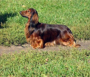 כלב דקסהונד: תיאור קצר של הגזע וביקורות בעלים