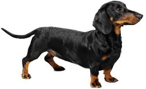 ביקורות בעלים מה אומרים בעלי דקסהונד