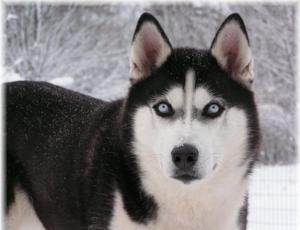 האכלת ההאקסי