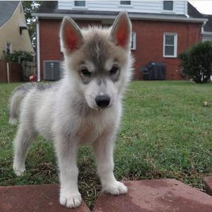 כמה עולה גור האסקי?