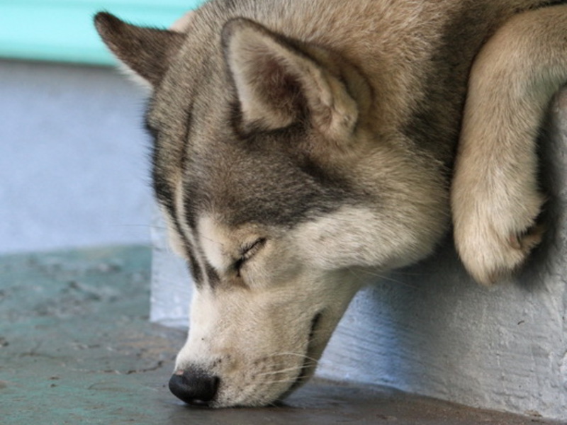 גורי האסקי איך לטייל עם האסקי