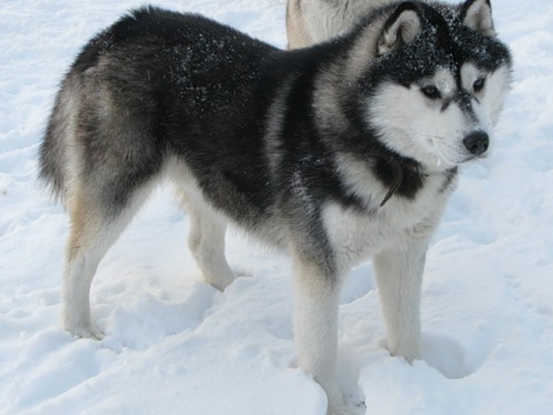 טיפול בהאסקי איך לטפל בגורי האסקי