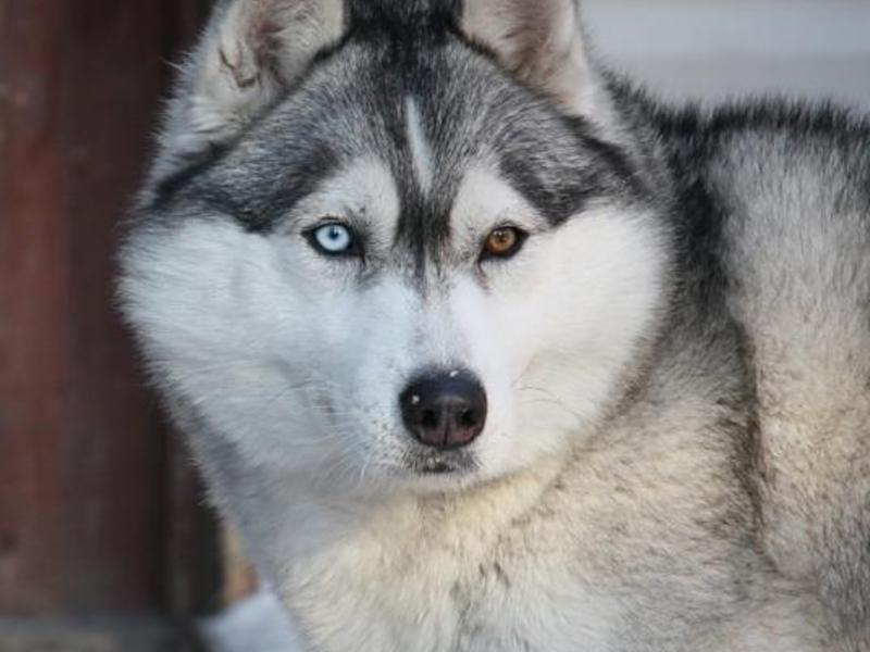 איך נראה כלב האסקי? תיאור הגזע