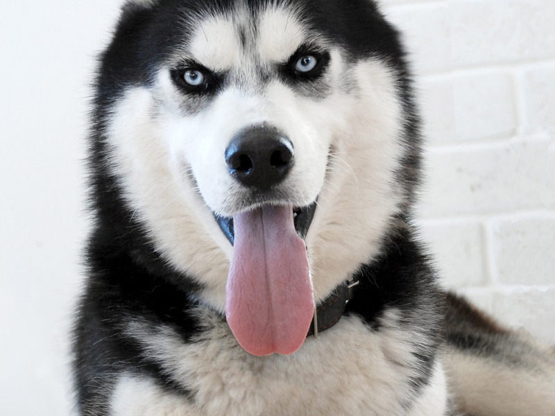 גורי האסקי צבע האסקי