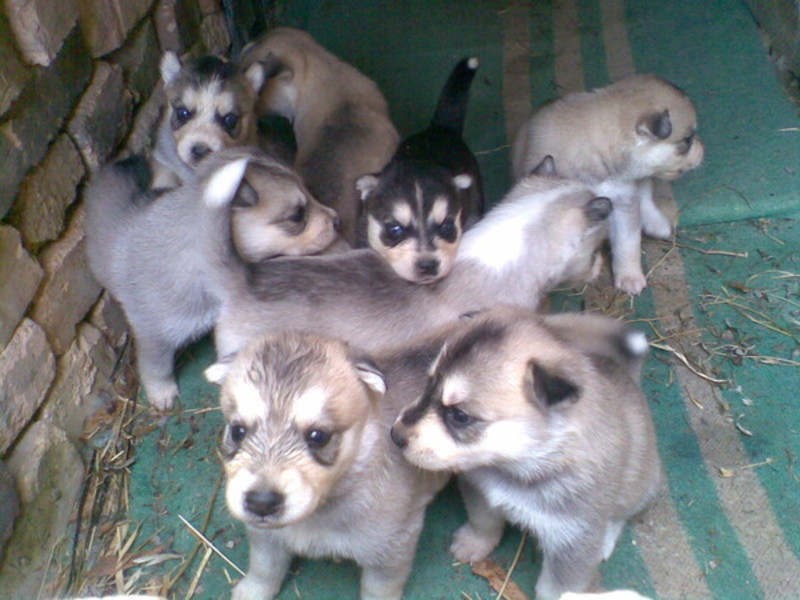 מאפייני גזע צבע וסוג הפרווה של האסקי