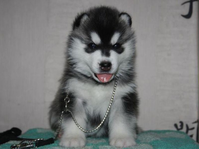 גור האסקי כמה עולה גור האסקי?