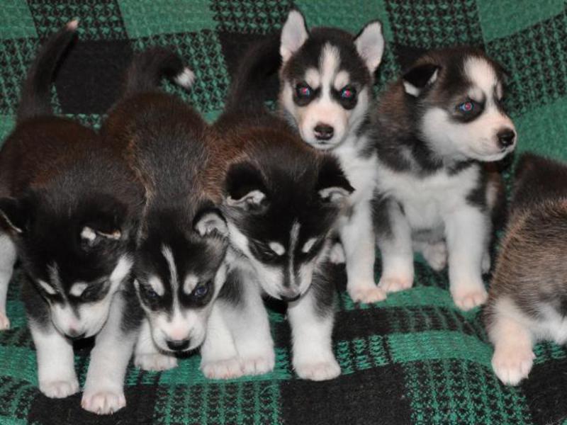 איך לבחור גור האסקי בריא גורי האסקי