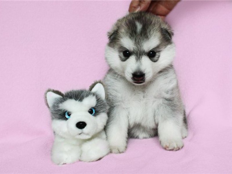 מה להאכיל גורי האסקי האכלת גורי האסקי