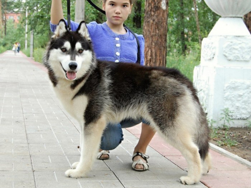 גורי האסקי גורי האסקי