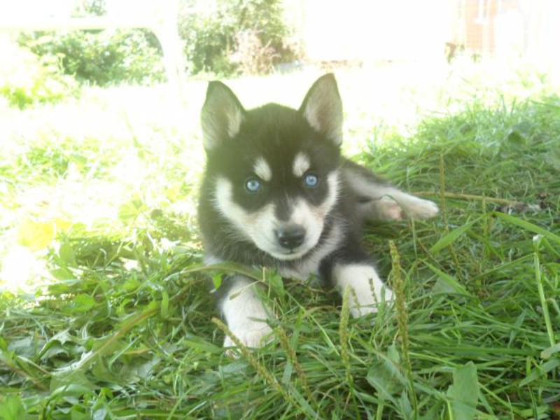המראה של כלבי האסקי מאפיינים ייחודיים של ההאסקי