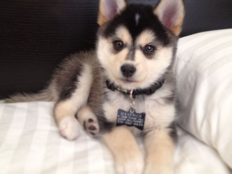 טיפול בגורי האסקי אישיות של האסקי