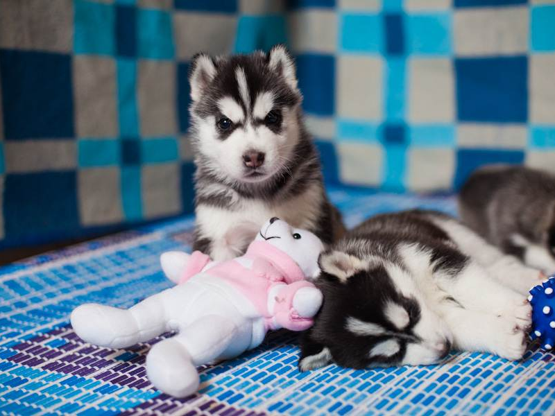 גורי האסקי כמה עולה גור האסקי?