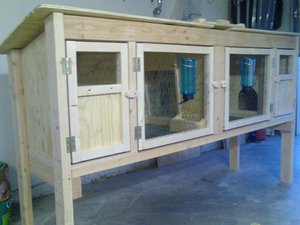 איך לטפל כראוי בארנבים