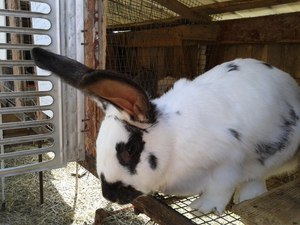 טיפול בצאצאי ארנבים