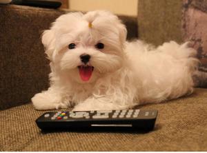 גור מלטזי מאפייני גזע מלטז