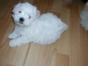 כלב לפת מלטזי איך נראה מלטזי?