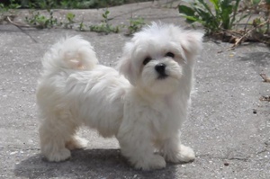 טיפול בכלבים מלטזים כלב לפת מלטזי