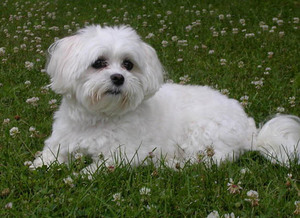 טיול עם כלב מלטזי איך לגרום לכלב מלטזי להיראות טוב