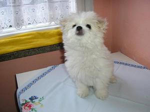 כלב לפת מלטזי