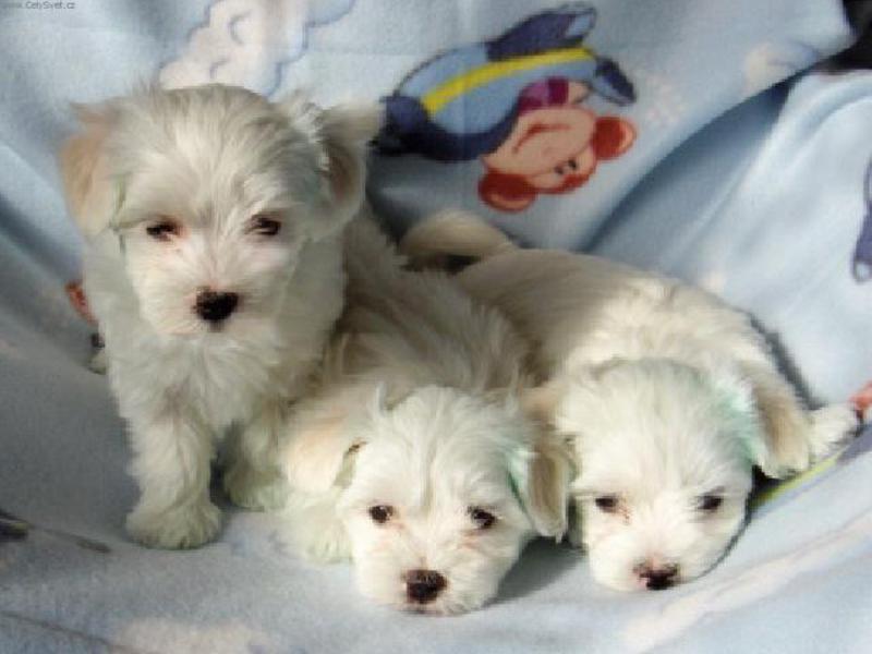 מלטזית בלונים ותכולתם