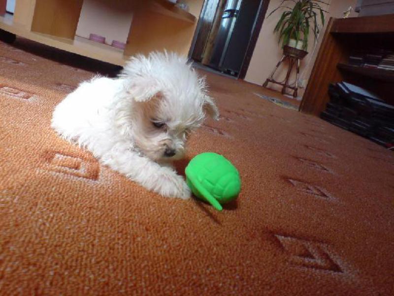 מלטזית לבנה כלב לפת מלטזי