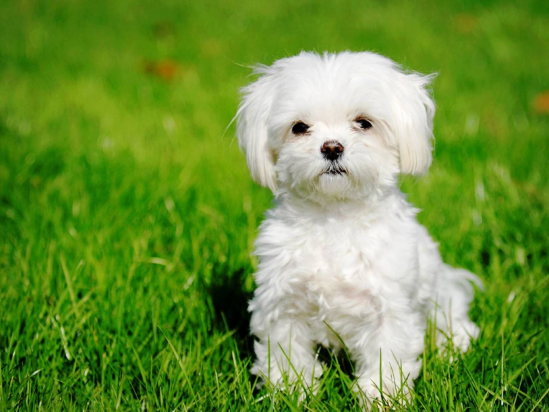 כלבים וגורים מלטזים אישיות הכלב המלטזי