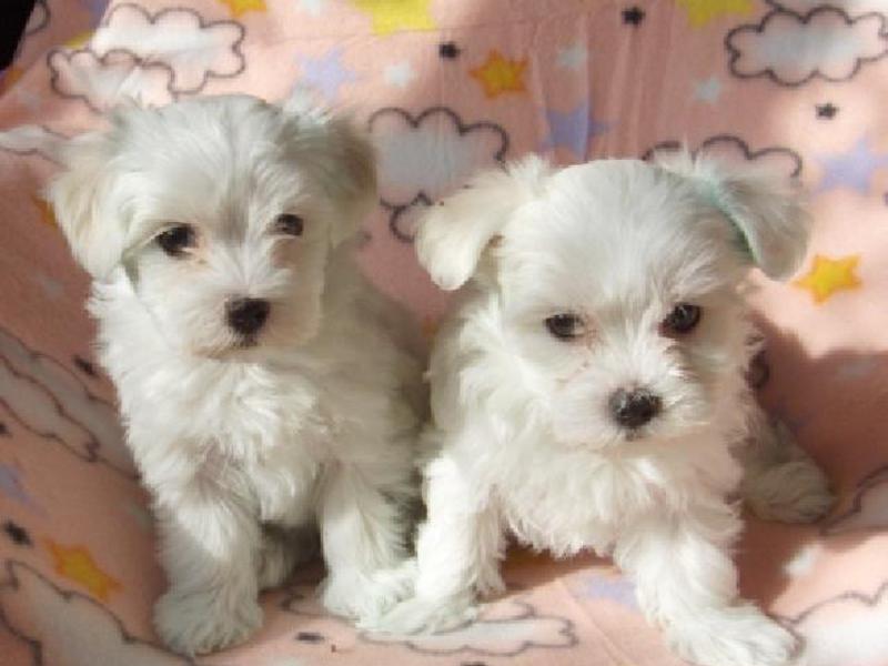 גורים מלטזים גורים מלטזים