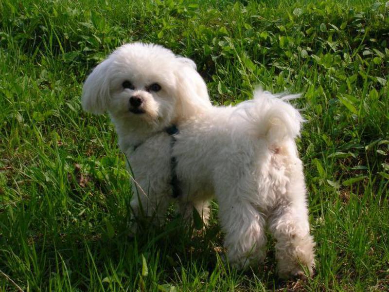 כלבים וגורים מלטזים כמה עולה גור בלון?