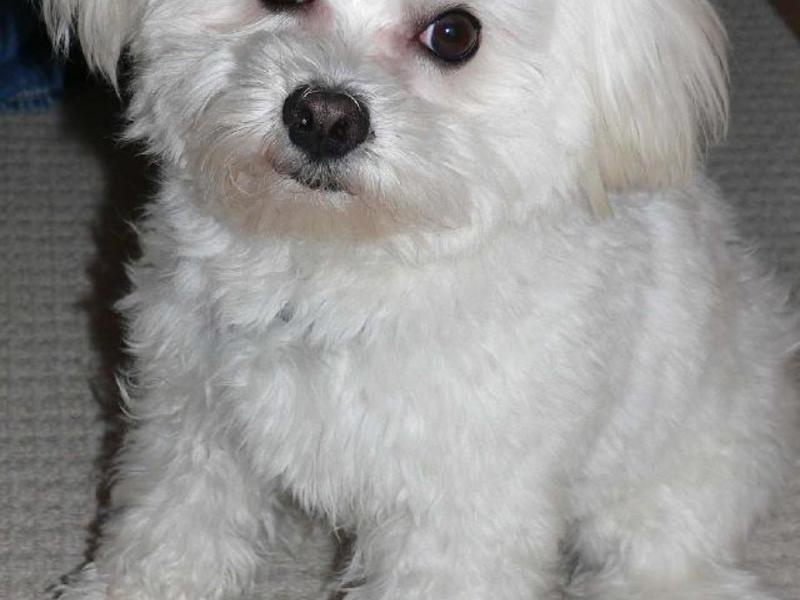 תיאור הגזע כלב לפת מלטזי