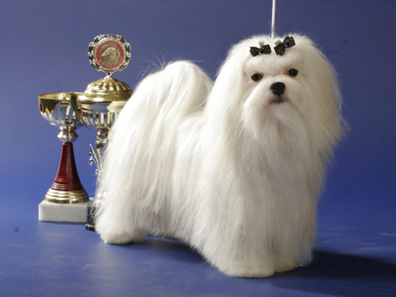 גזע כלבים של בלונקה תיאור הגזע המלטזי