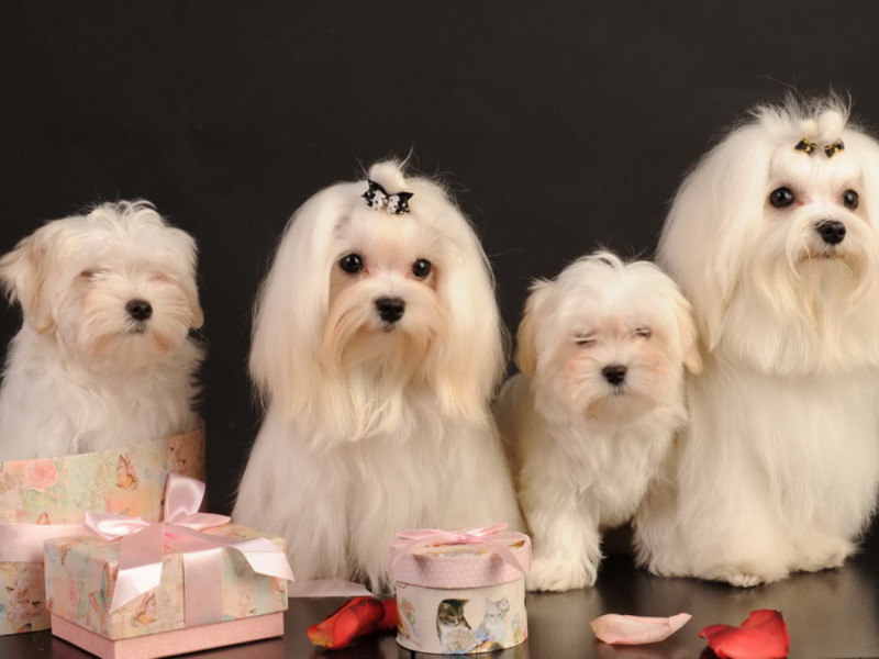 איך לטפל בפרווה של בלונקה טיפול והאכלה של מלטזים