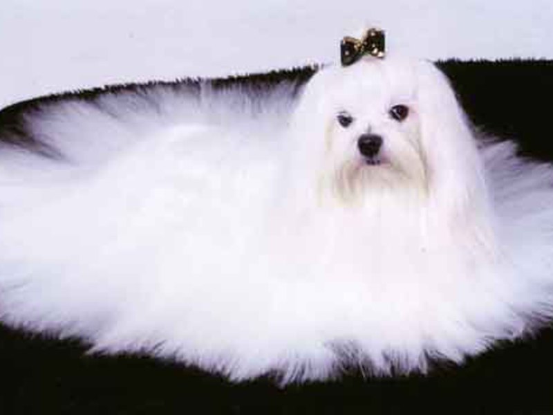 בלון מסורק תספורת בלון