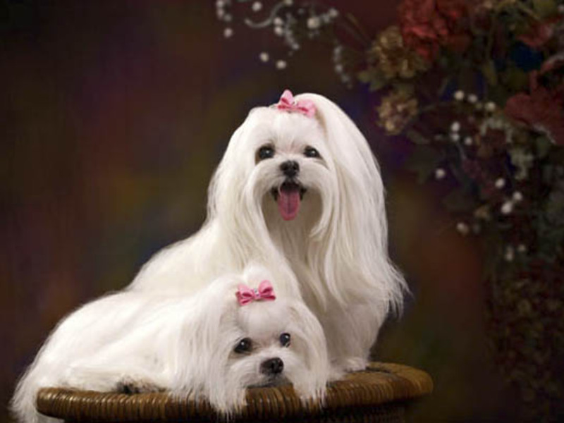 טיפול בבלונים בקבוק מלטזי