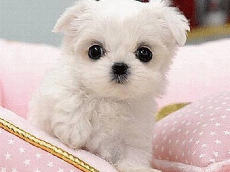 גור מלטזי טיפול מלטזי