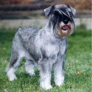 שנאוצר מיניאטורי: תיאור גזע, תכונות טיפול, ביקורות בעלים