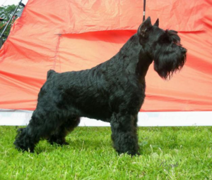 מאפייני גזע גידול שנאוצר מיניאטורי