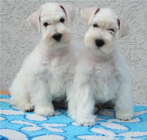 ביקורות בעלים צביעה של שנאוצר מיניאטורי