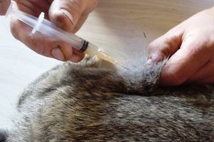 מתי לחסן ארנבות