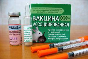 חיסון לארנבות אילו חיסונים ניתנים לארנבים?