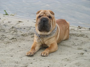 כלב שאר פיי: מאפייני גזע ותקנים, ביקורות בעלים