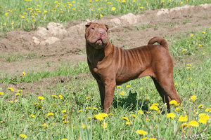 אישיות שר פיי מאפייני גזע