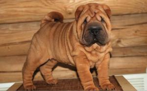 ביקורות בעלים כלבי שר פיי