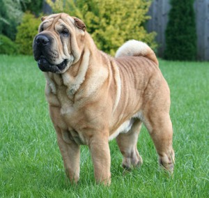 טיפול בשאר פיי הליכה על שאר פיי