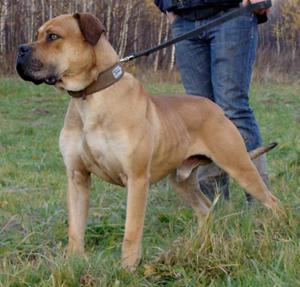 קה דה בו: תיאור גזע, ביקורות שליליות של בעלים