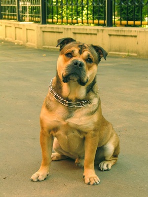 סטנדרטים של גזע קדבו