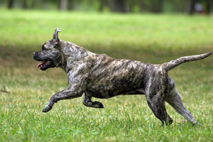 מאפייני גזע